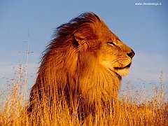 Mighty_Lion copia